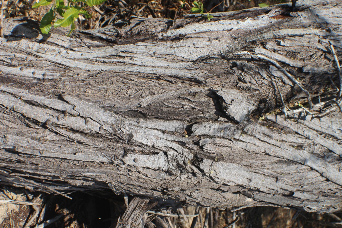 Vachellia planifrons (Wight & Arn.) Ragup., Seigler, Ebinger & Maslin